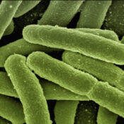 bacillus_bacteria_500px